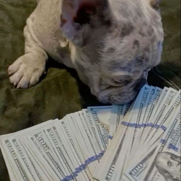 Meet your Posher, Sir - Picture 1 of 1